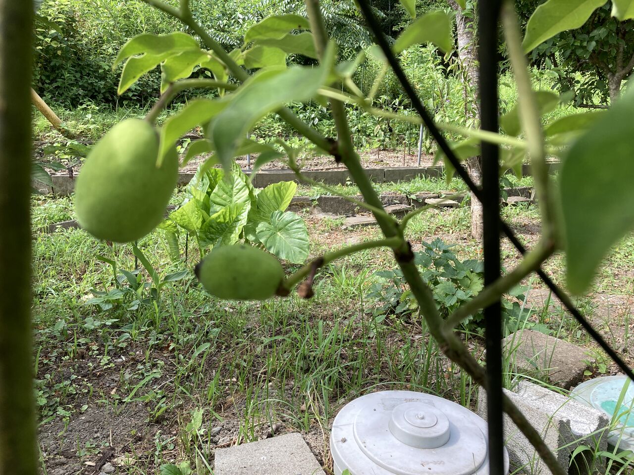 ムベがたわわに やっちゃんの珈琲たいむ