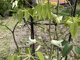 郁子の花