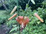 オニユリ満開