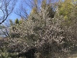 梅が満開