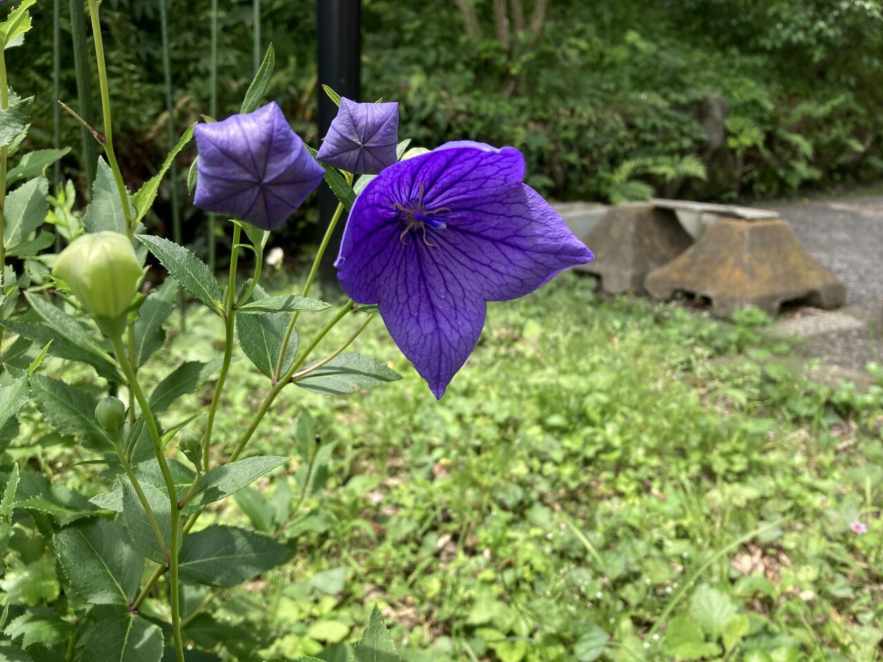 桔梗は折り紙のようだ やっちゃんの珈琲たいむ