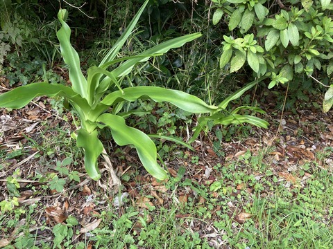 アフリカハマユウが2つ
