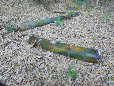 竹の子の取り損ね