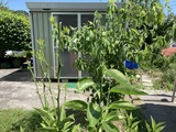 スダチの新芽が食べられている