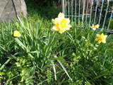 黄色い水仙