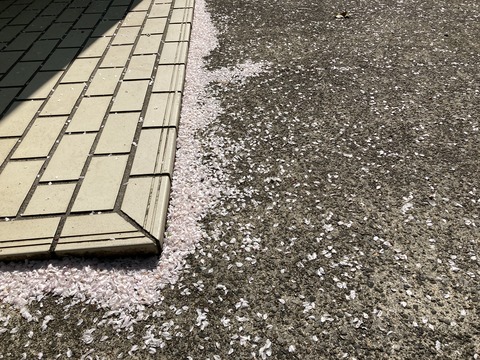 さくら散る
