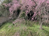 江戸彼岸枝垂れ桜