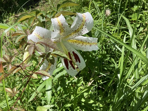 山百合が咲いた