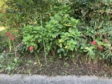 草刈り後