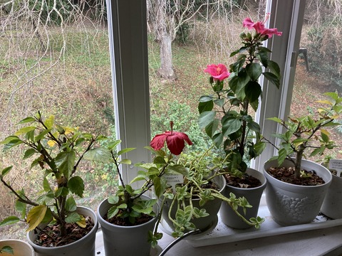 大寒波襲来の日に