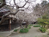 居士林の梅に木