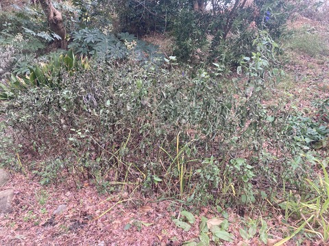 枯れたメドーセージ