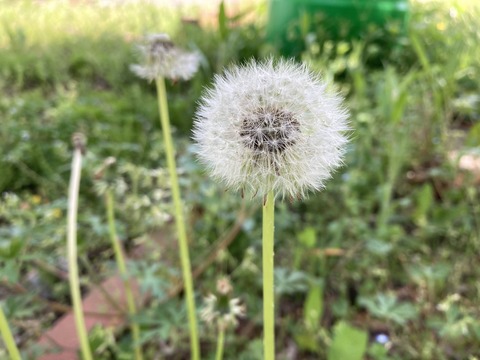 綿毛