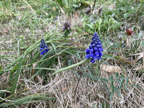 芝生にムスカリ