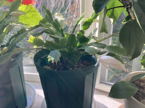 シャコバサボテンの白い蕾