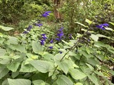何度刈り込んでも