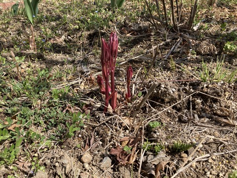 シャクヤクの芽