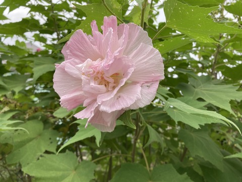 酔芙蓉の夕方の姿