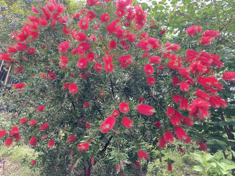 鈴なりの赤いブラシ