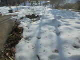 雪が早めに融けた場所