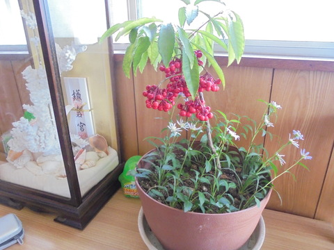 玄関にあった植木鉢