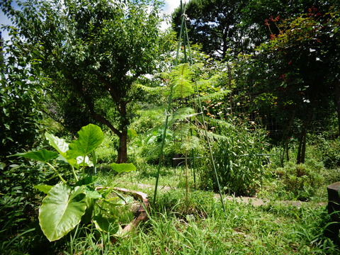 ジャカランタのやぐら