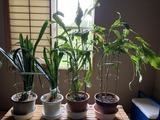 植え替え完了