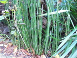 木賊(とくさ)