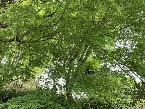 カエデと別れる日