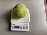 体重調べ