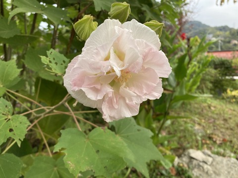 朝の酔芙蓉