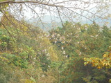 桜の狂い咲き