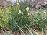 一足お先に