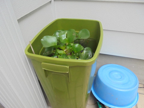 金魚の卵を隔離