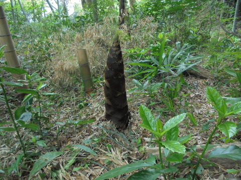 大砲の玉のような竹の子が