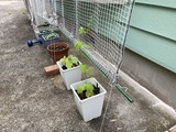 並んだ5つの鉢