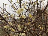 雨に濡れる蝋梅