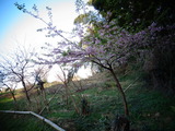 河津桜ちょっと葉が出てきた