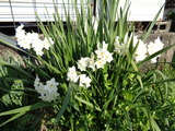白い水仙も
