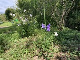 キキョウに支柱
