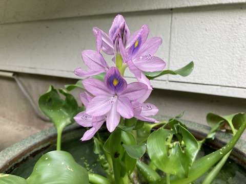 朝9時過ぎのホテイアオイ