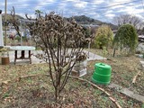 サンシュウユ