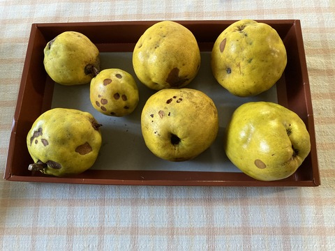 未処理のマルメロ