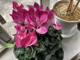 シクラメンの花