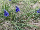 芝生にムスカリ