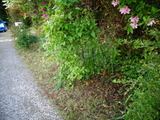 草刈り作業