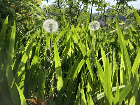 タンポポが春の日差しで