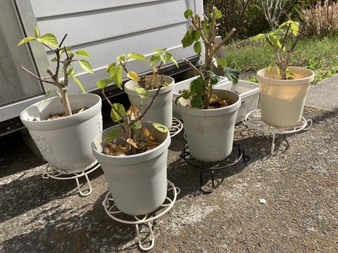 ハイビスカスの転居