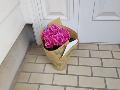 シクラメンの贈り物