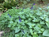 また花が咲きだした